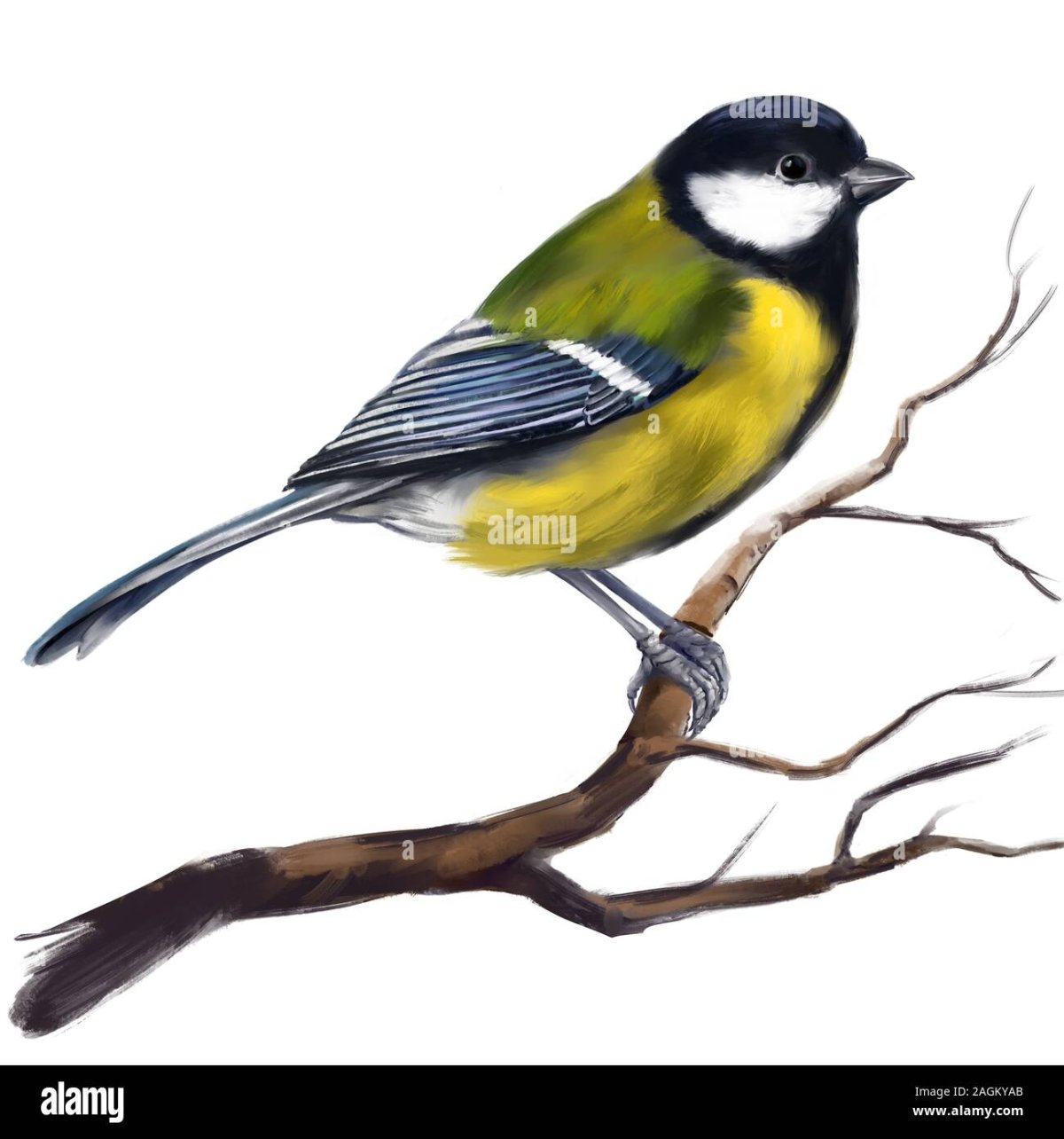 Контур синица на ветке