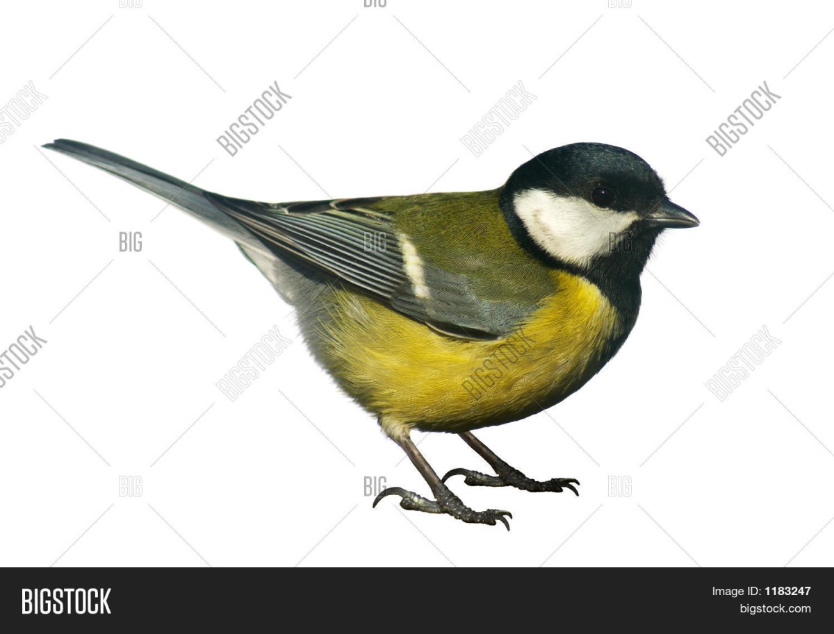 Синичка на белом фоне