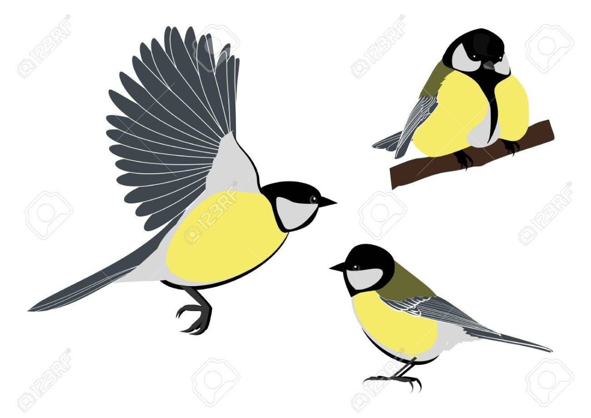 Синица вектор