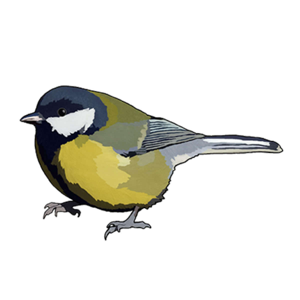 Синица картинка для детей