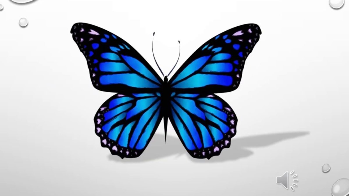 Бабочка без фона