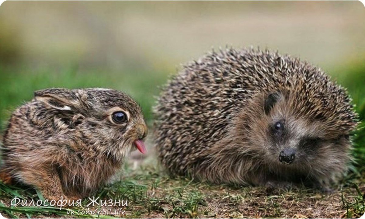 Сказка Льва Николаевича Толстого еж и заяц