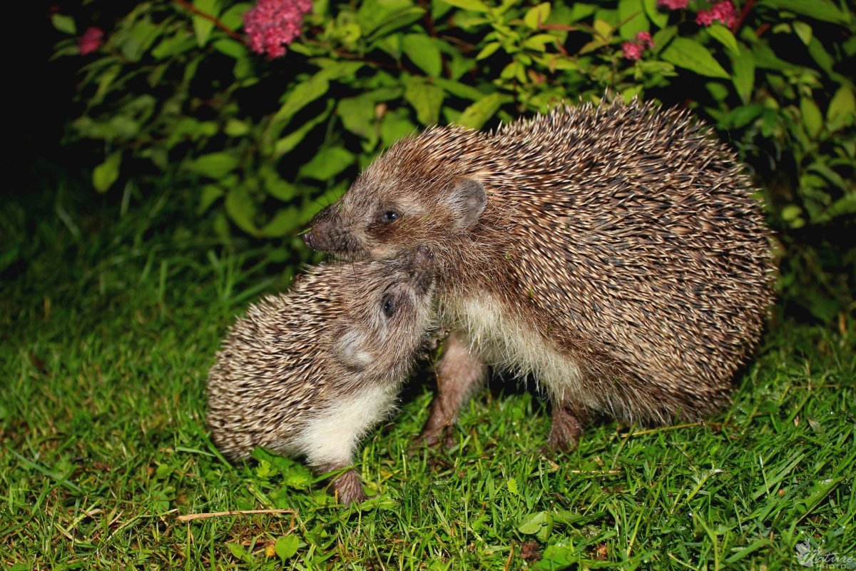 Сказка заяц и еж братья Гримм