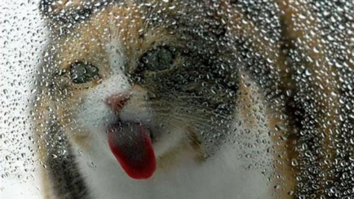 Кот лижет стекло