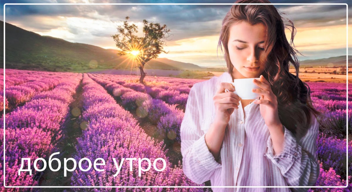 Лаванда (Lavandula)