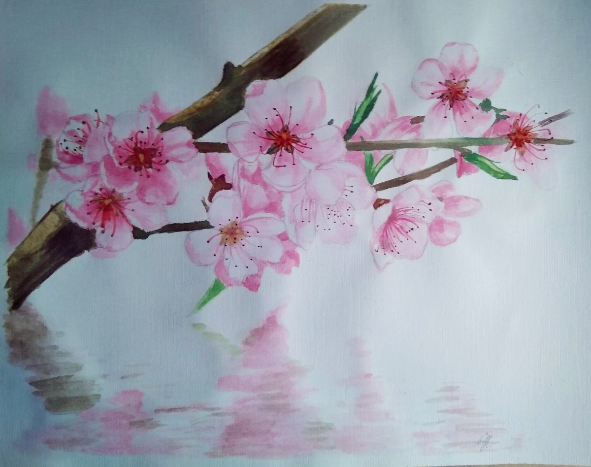 Ветка Сакуры акварель