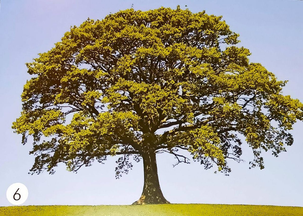 Деревья для фотошопа на прозрачном фоне