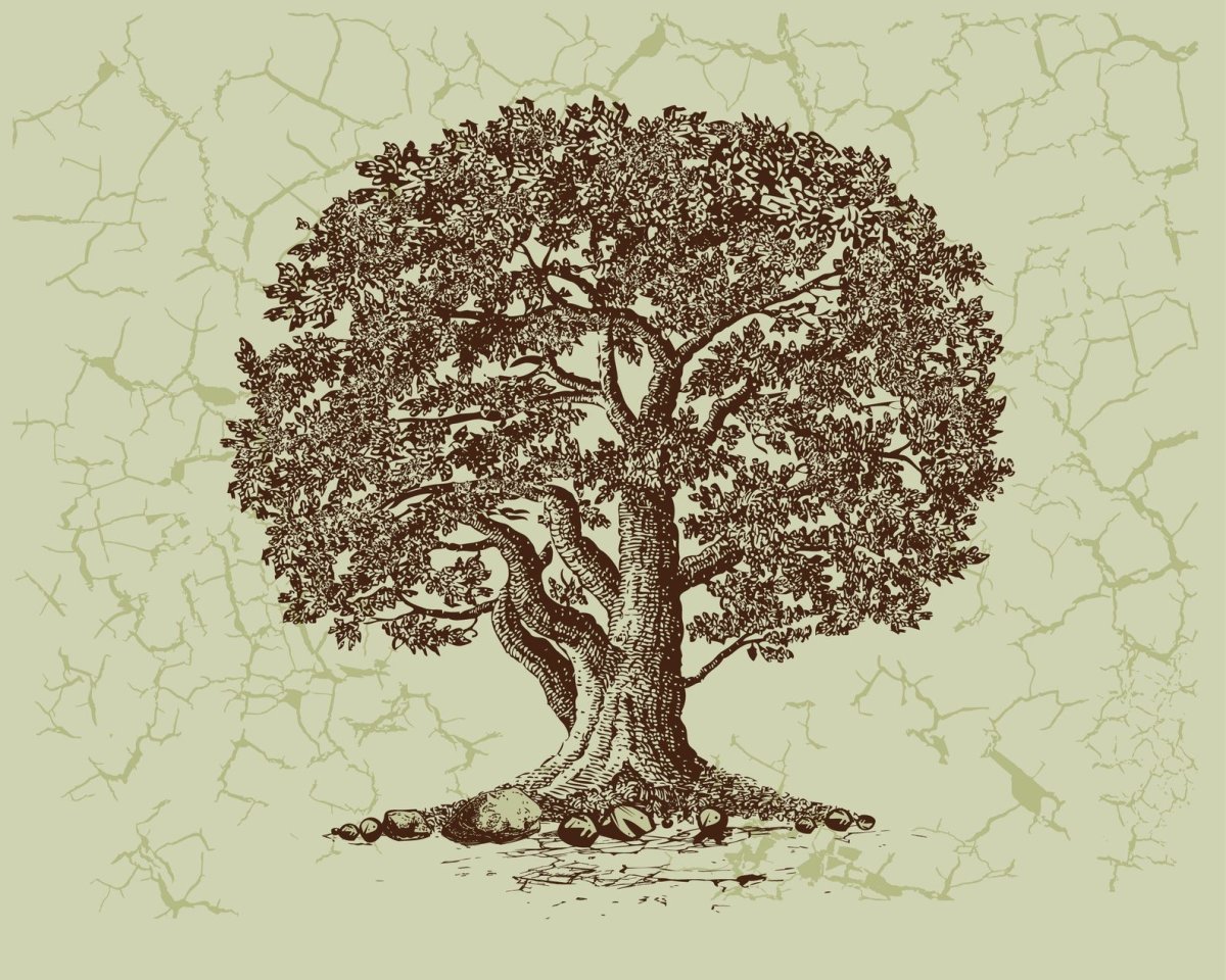 Дуб Кайзера 666666