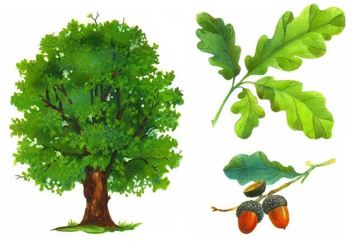 Дуб для дошкольников