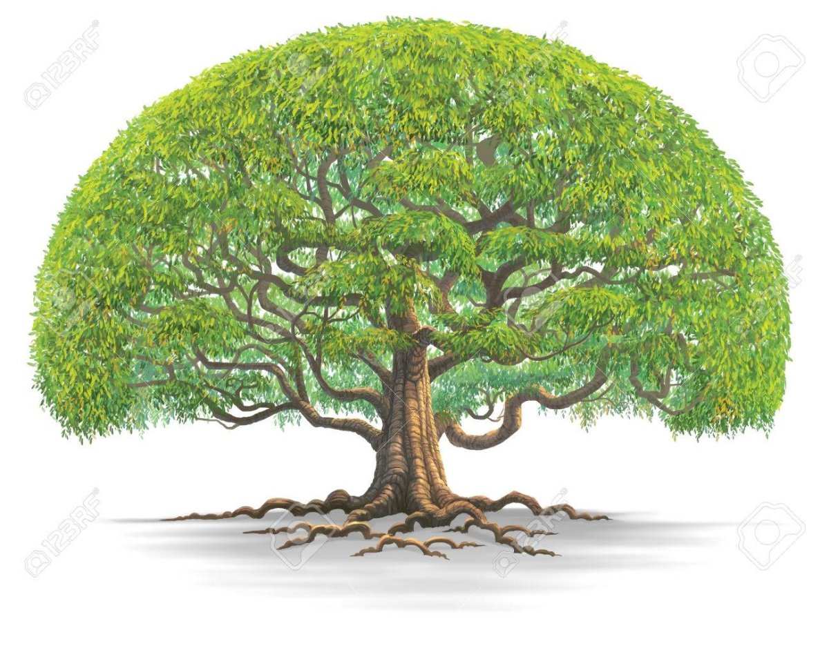 Дерево рисунок