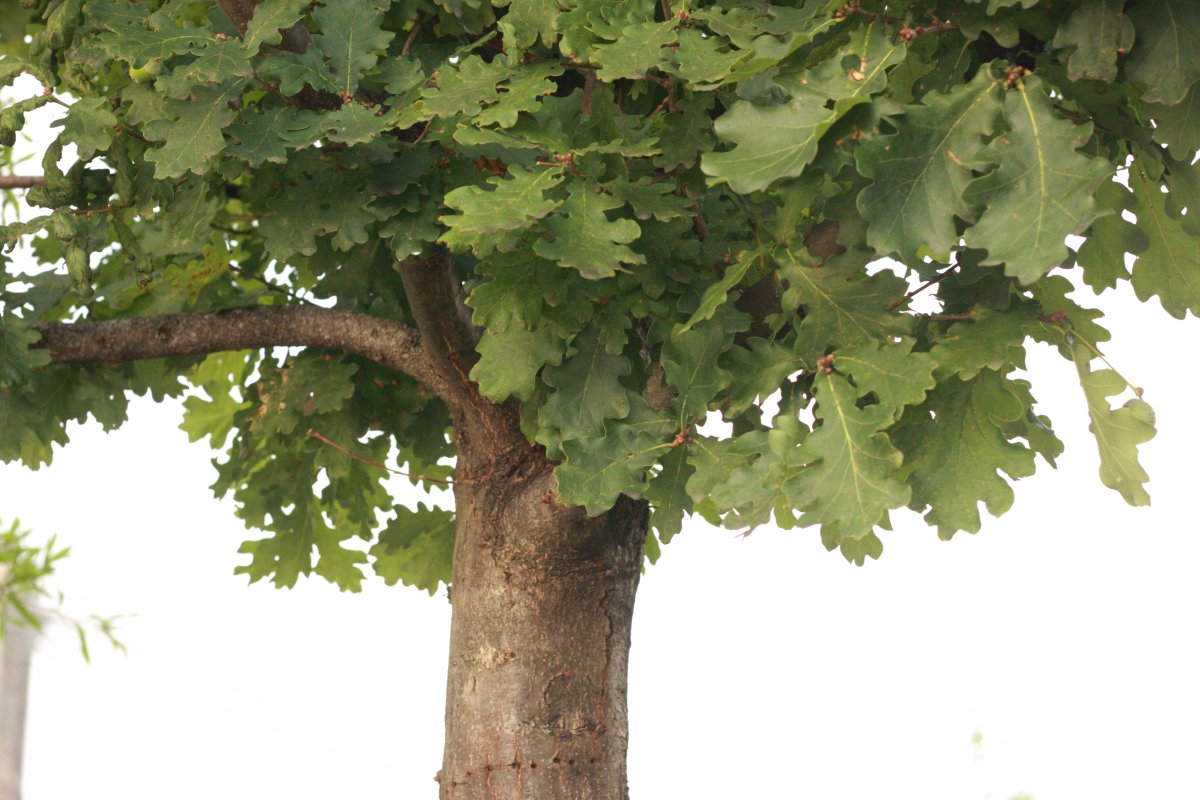 Красивое дерево в графике