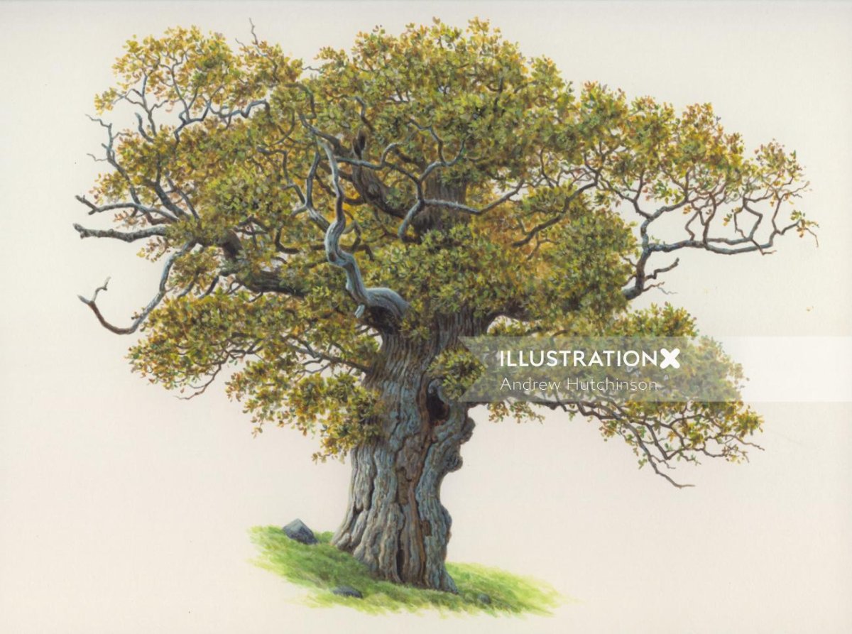 Раскидистое дерево