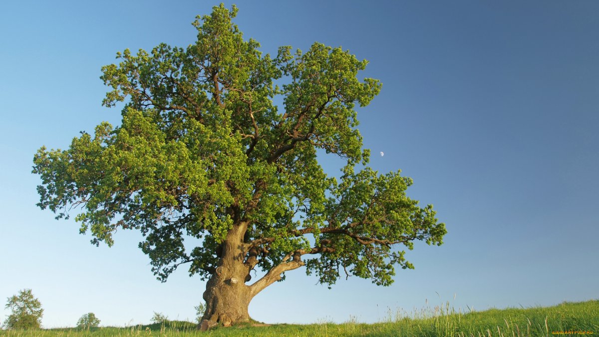 Фото деревоно на английском