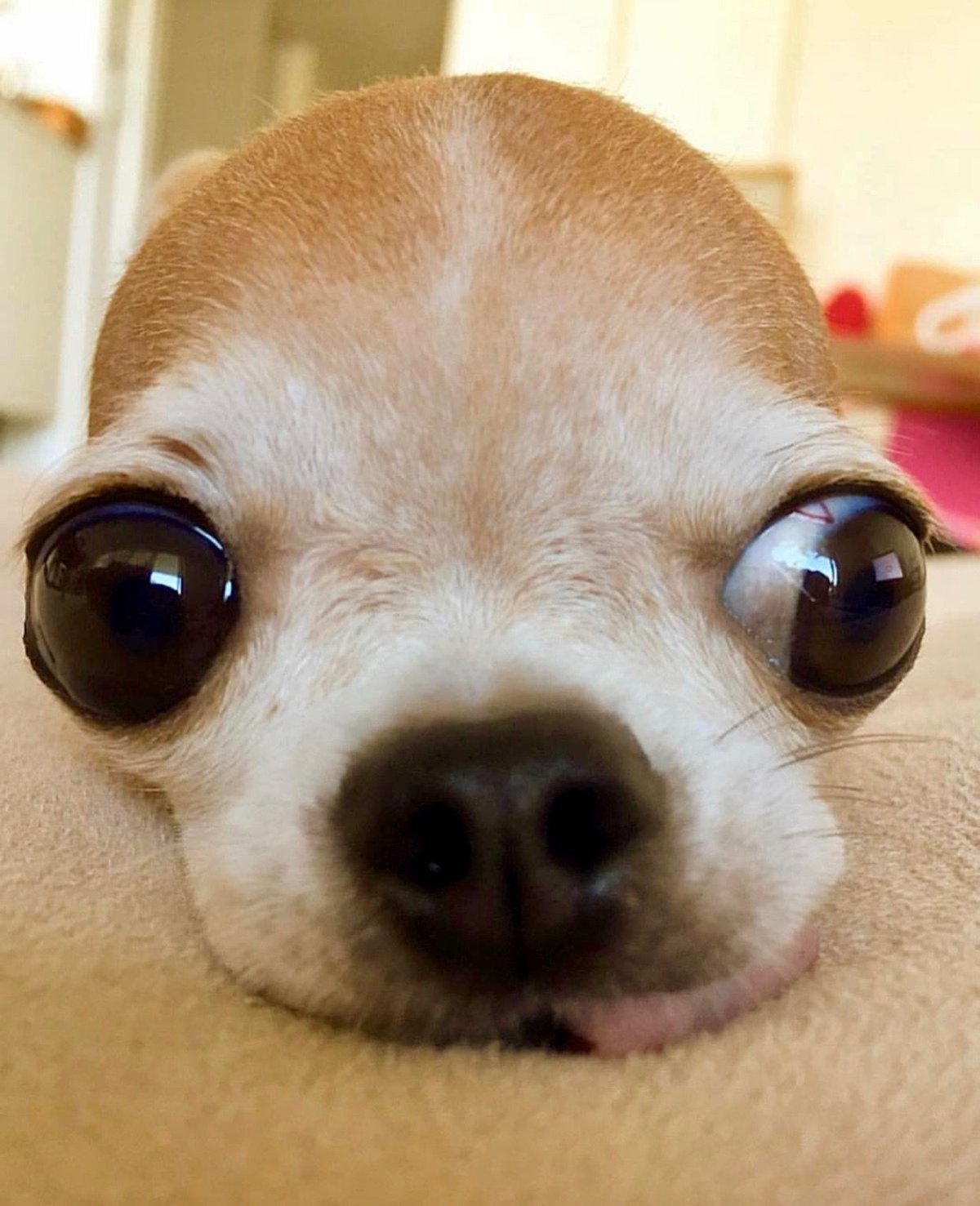 Чихуахуа с открытым ртом