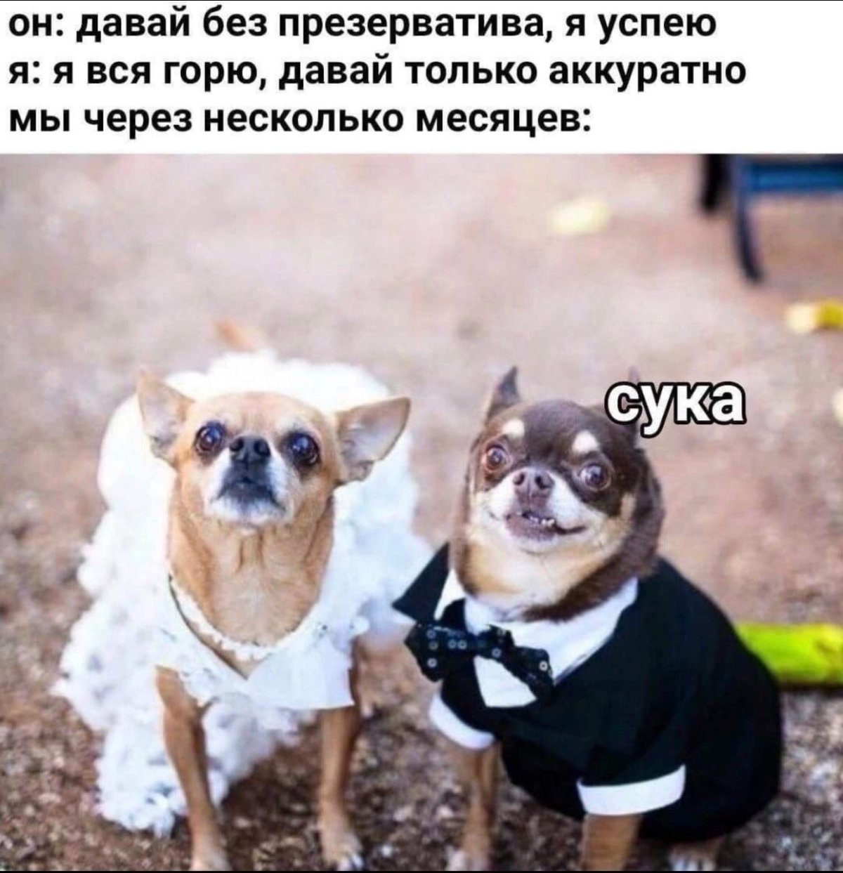 Собачья свадьба чихуахуа