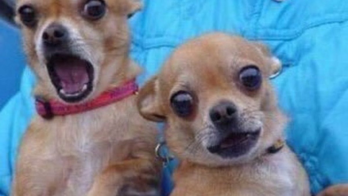 Чихуа Хуа улыбается