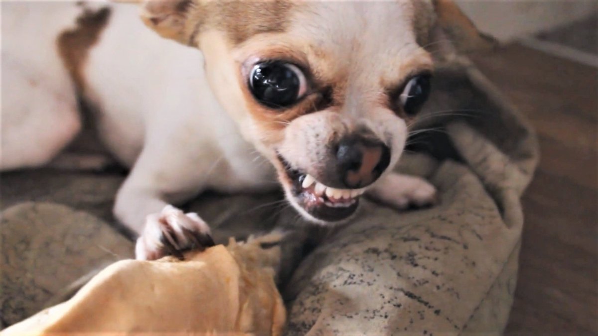 Смешные чихуахуа до слез