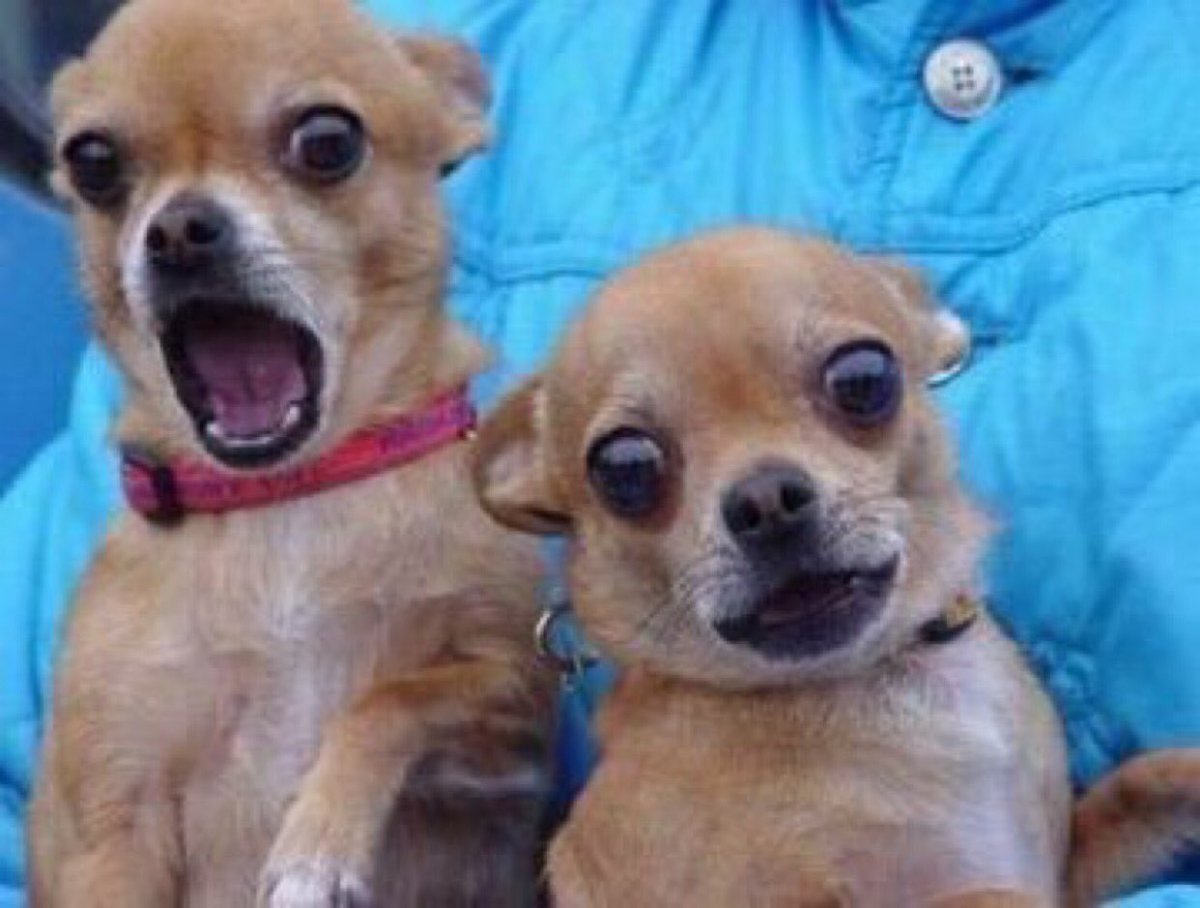 Чихуахуа приколы