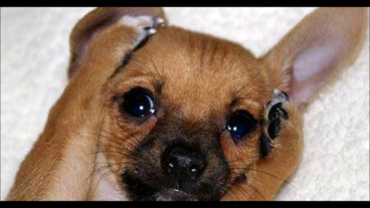 Прикольные фото чихуахуа с надписями