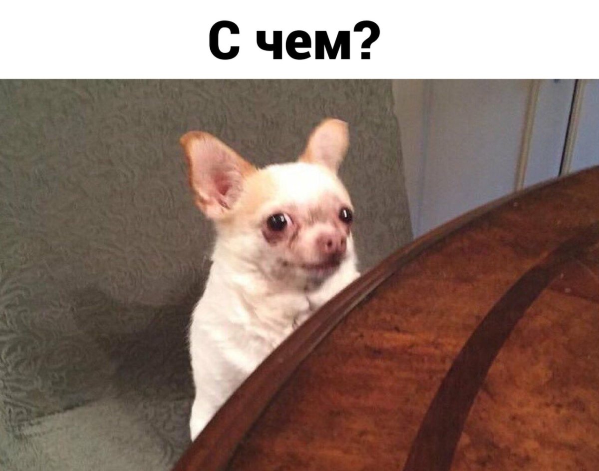 Испуганная чихуахуа