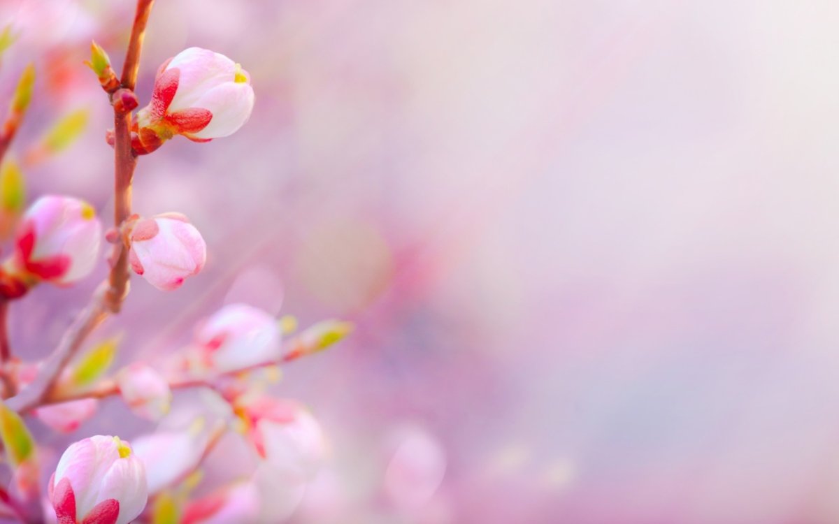 Красивый весенний фон