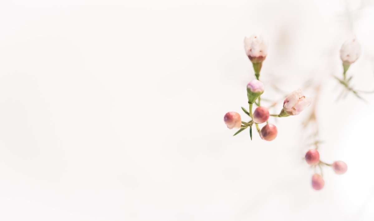 Цветы Минимализм