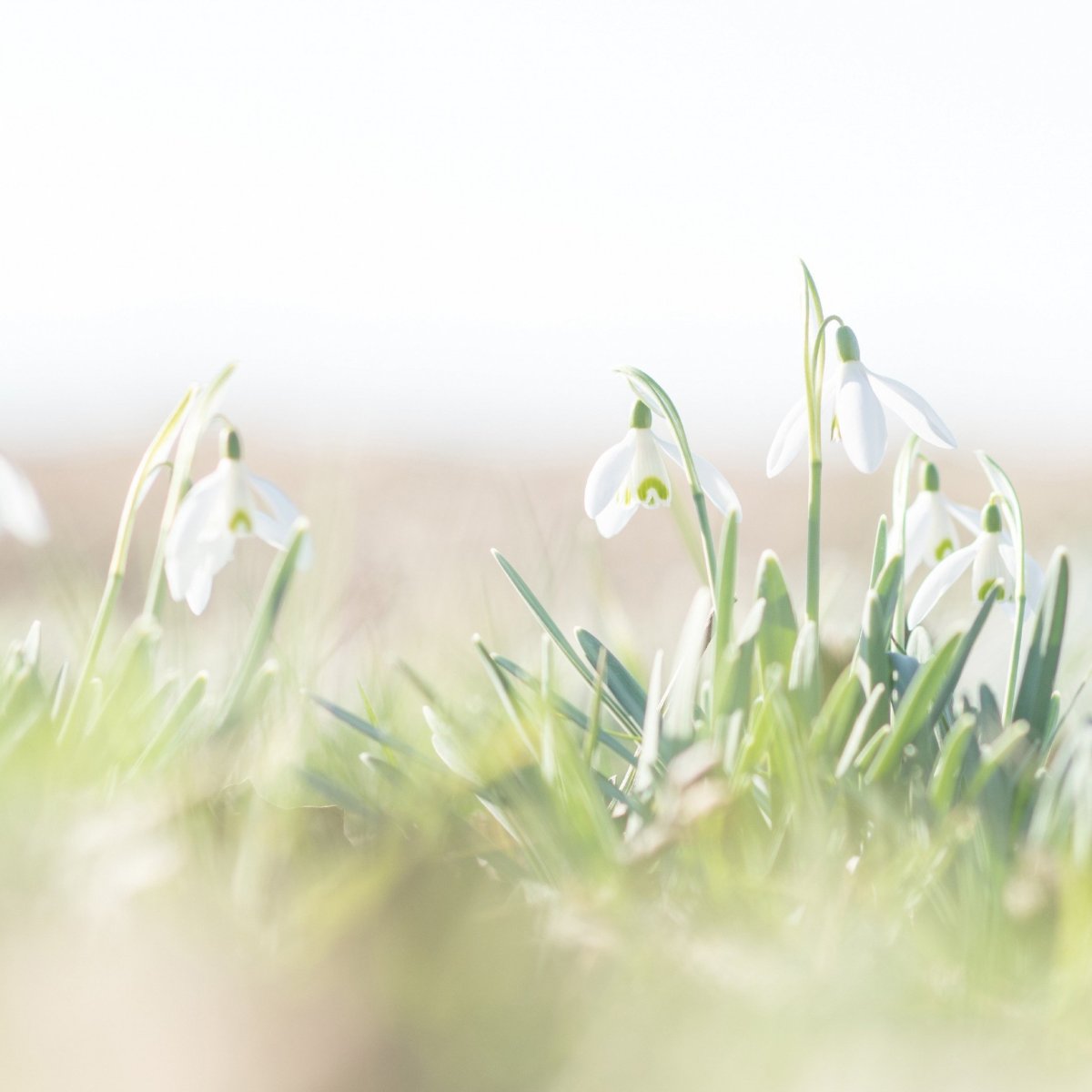 Подснежники фон