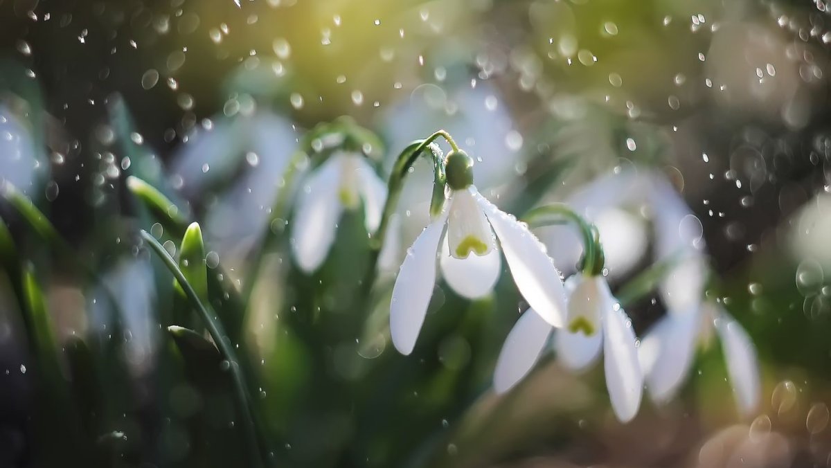 Нежные подснежники