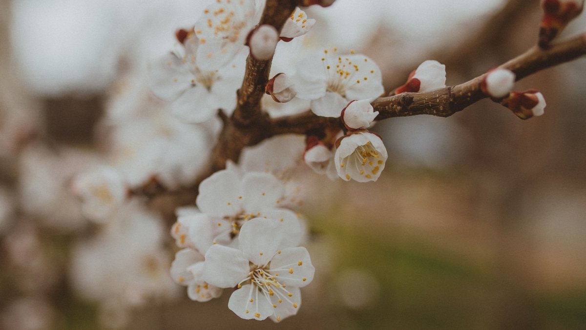 Фон для рабочего стола апрель