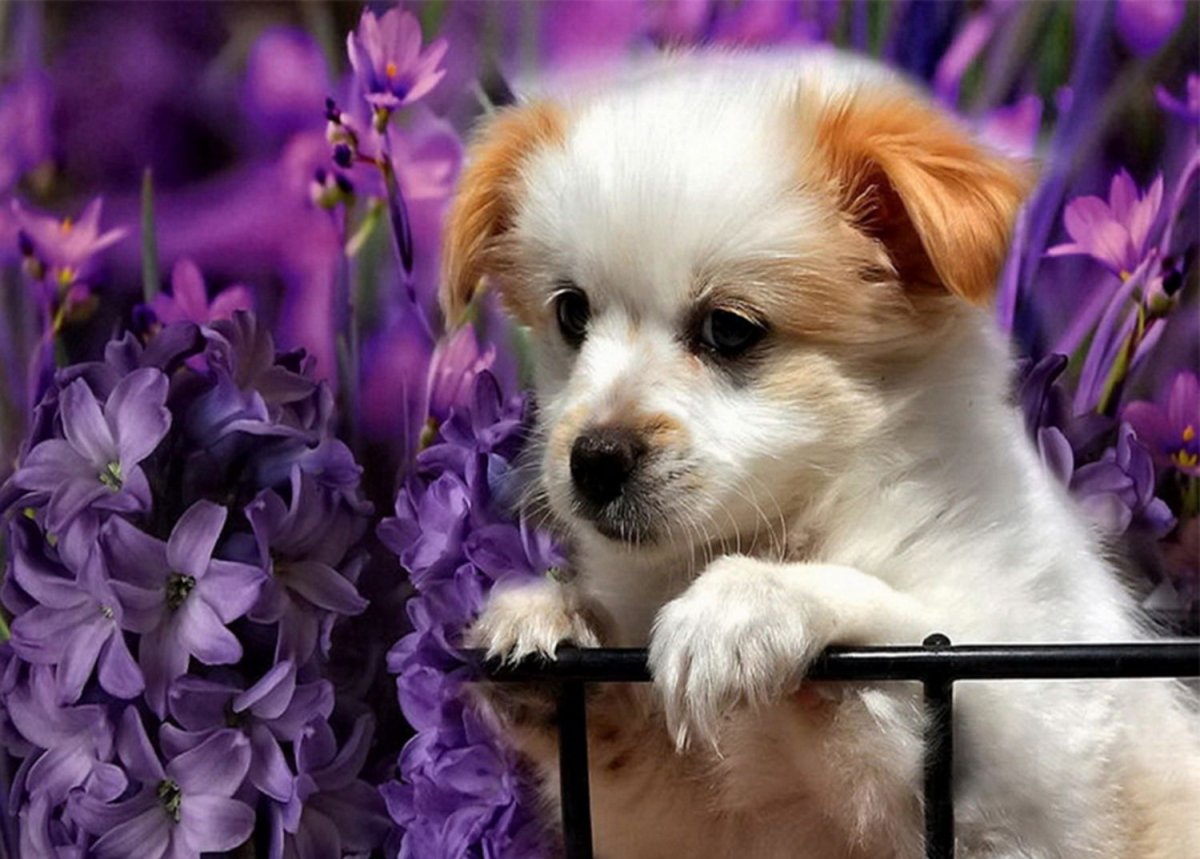 Спокойной ночи сладких снов