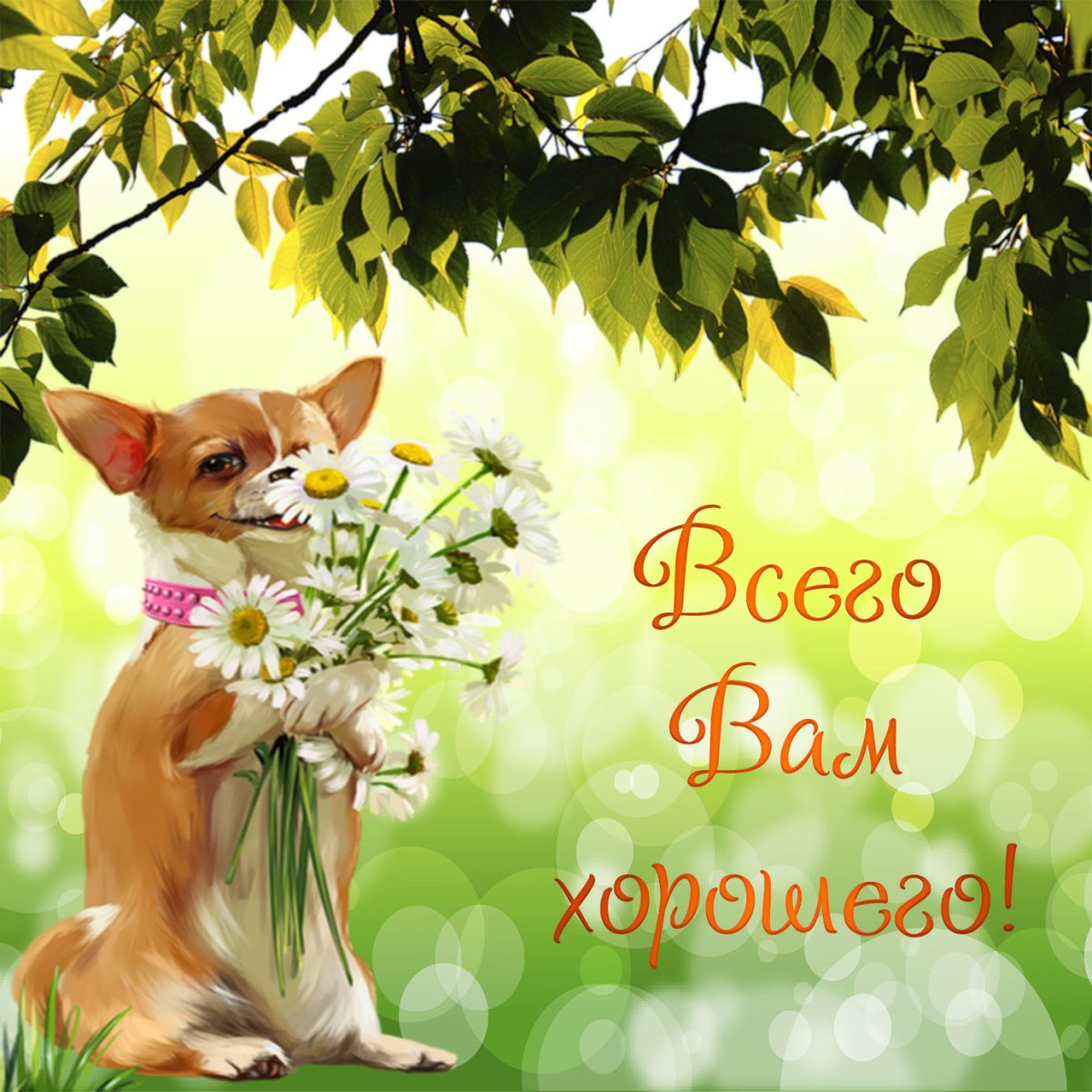 Пожелания хорошего дня с собачками