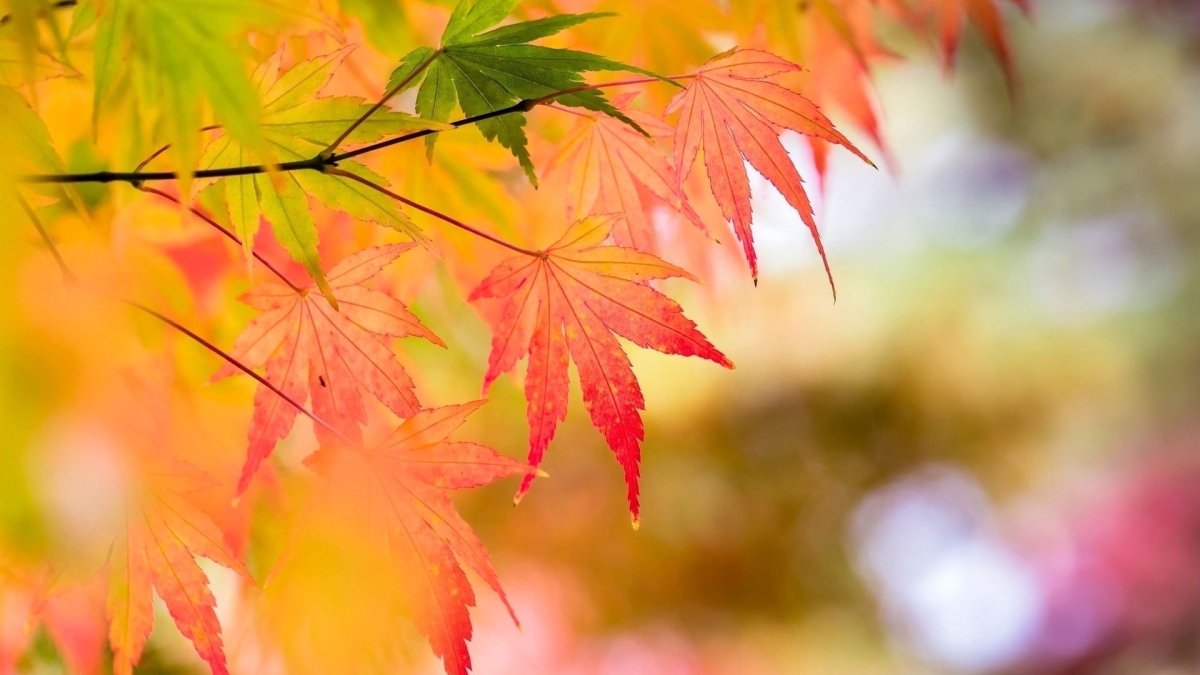 Фон для рабочего стола осень