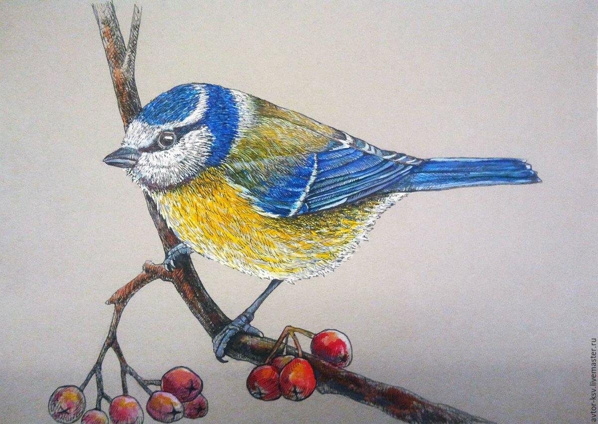 Синица акварелью