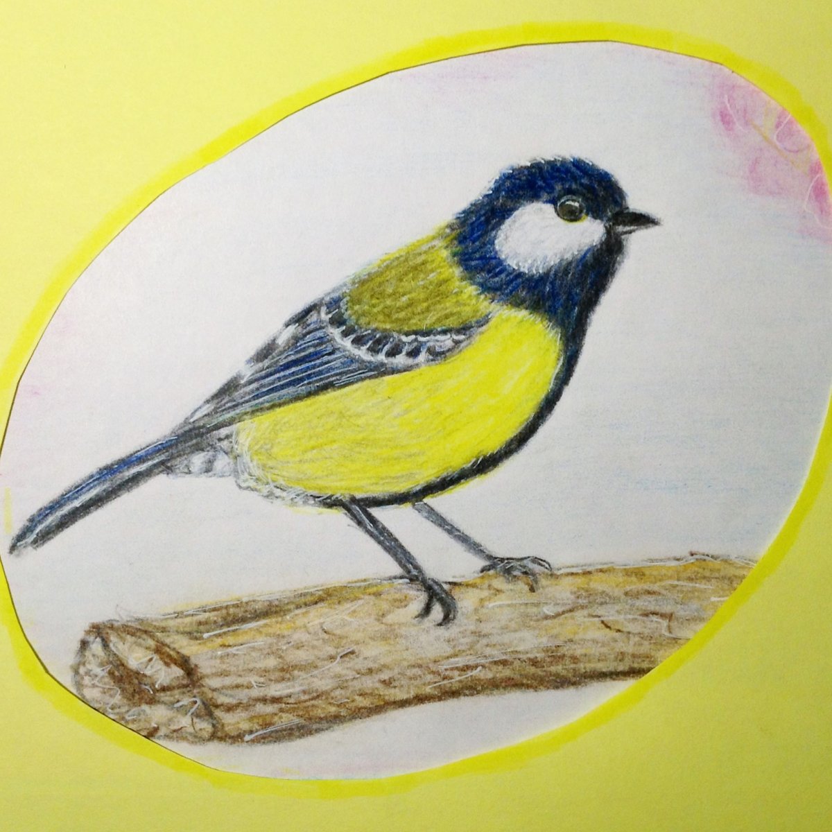 Синица рисунок карандашом