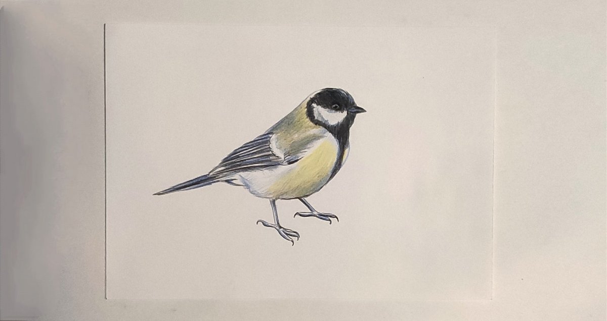 Синица раскраска для детей