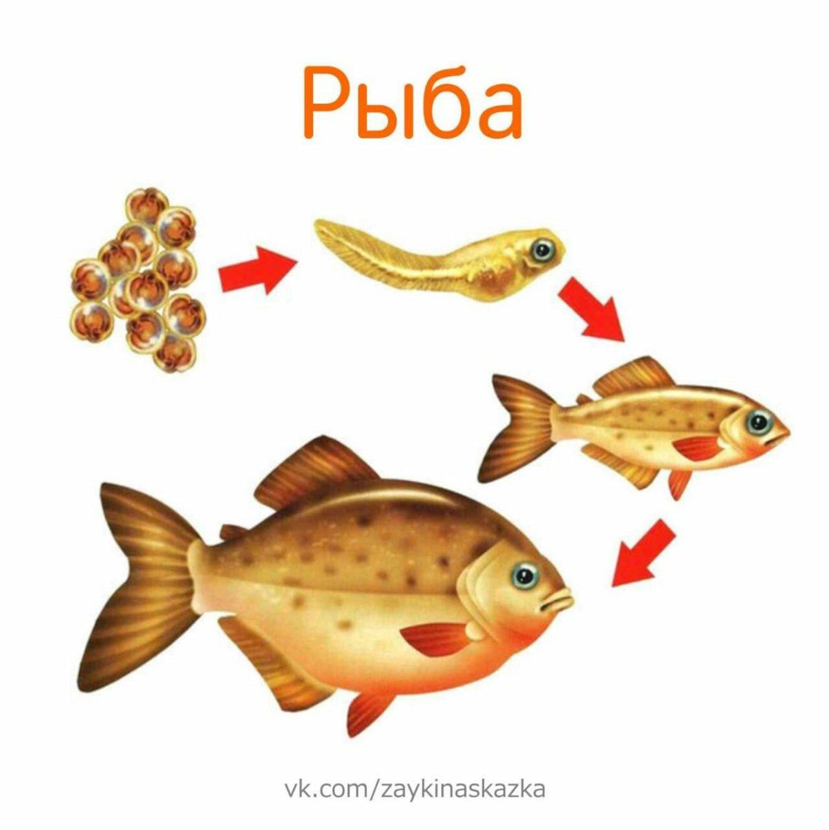 Цикл развития рыбы схема