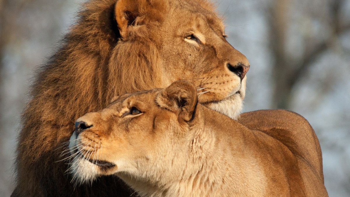 Красивый Лев и львица