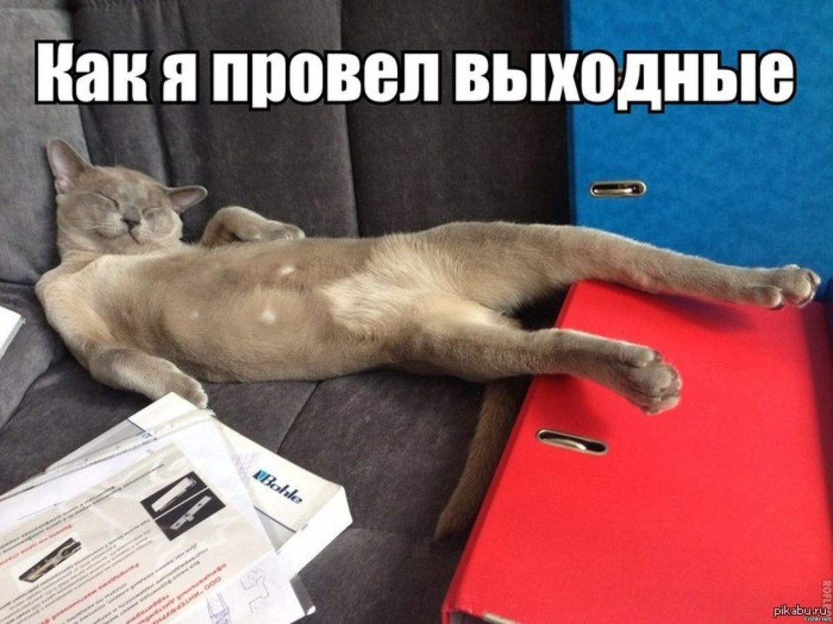 Кот утро понедельника