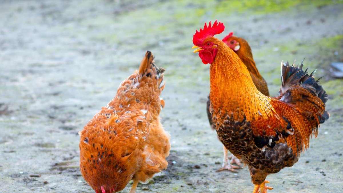 Курица птица