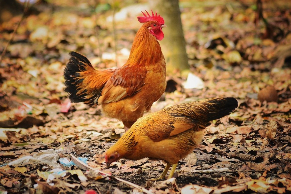Куры с петухом