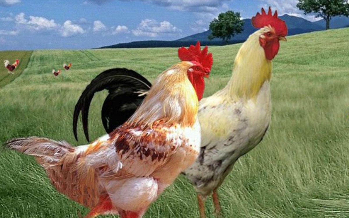 Два петуха приколы