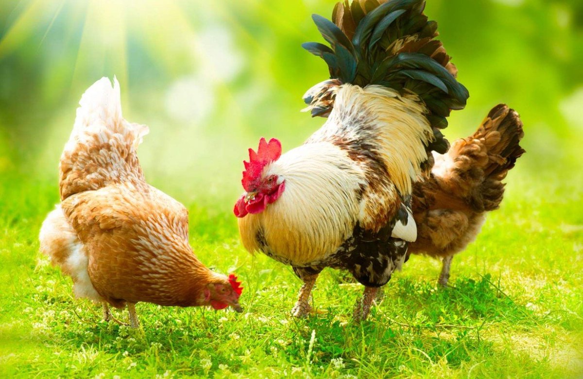 Петух курица цыпленок