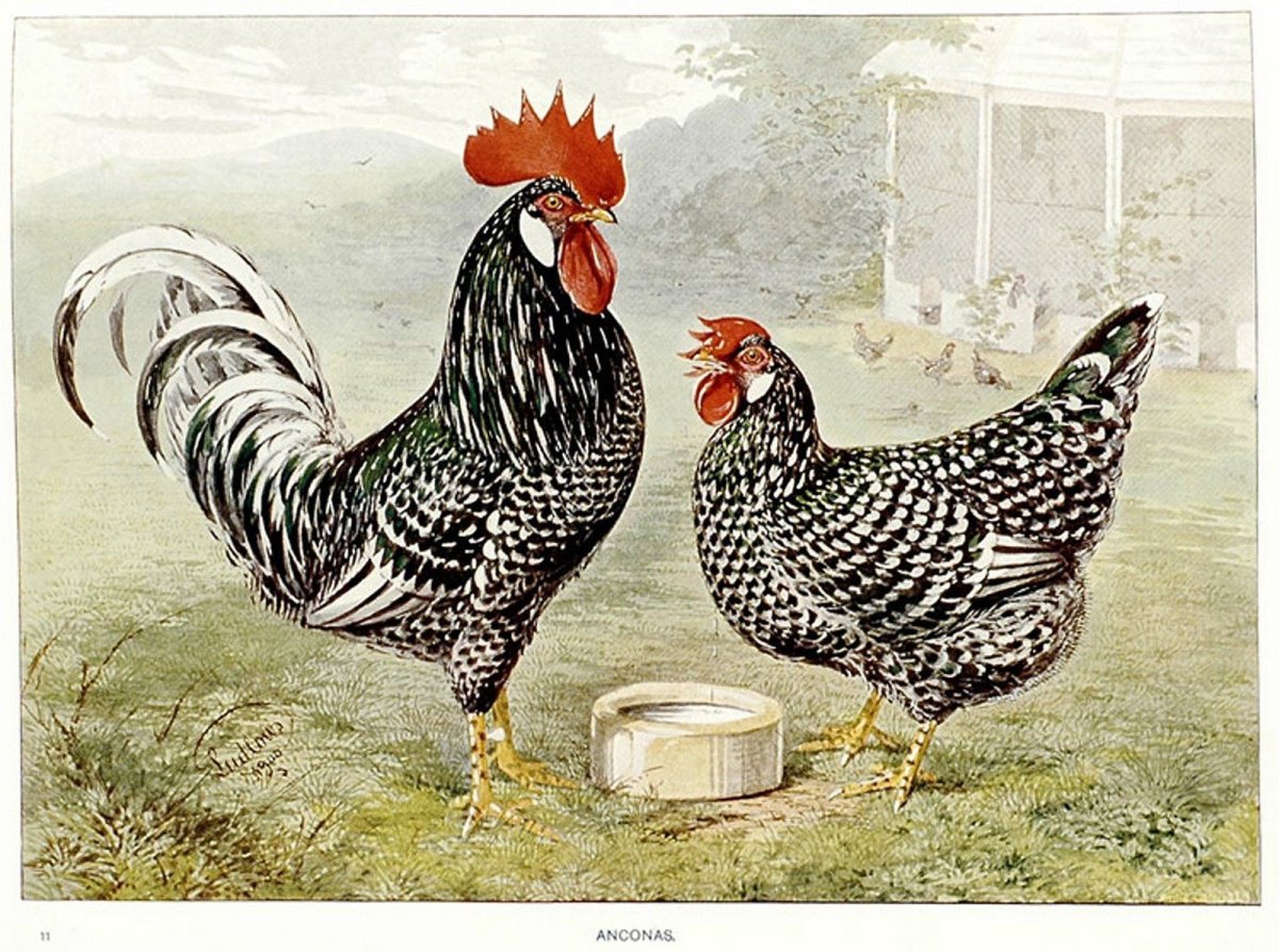 Постеры с курами