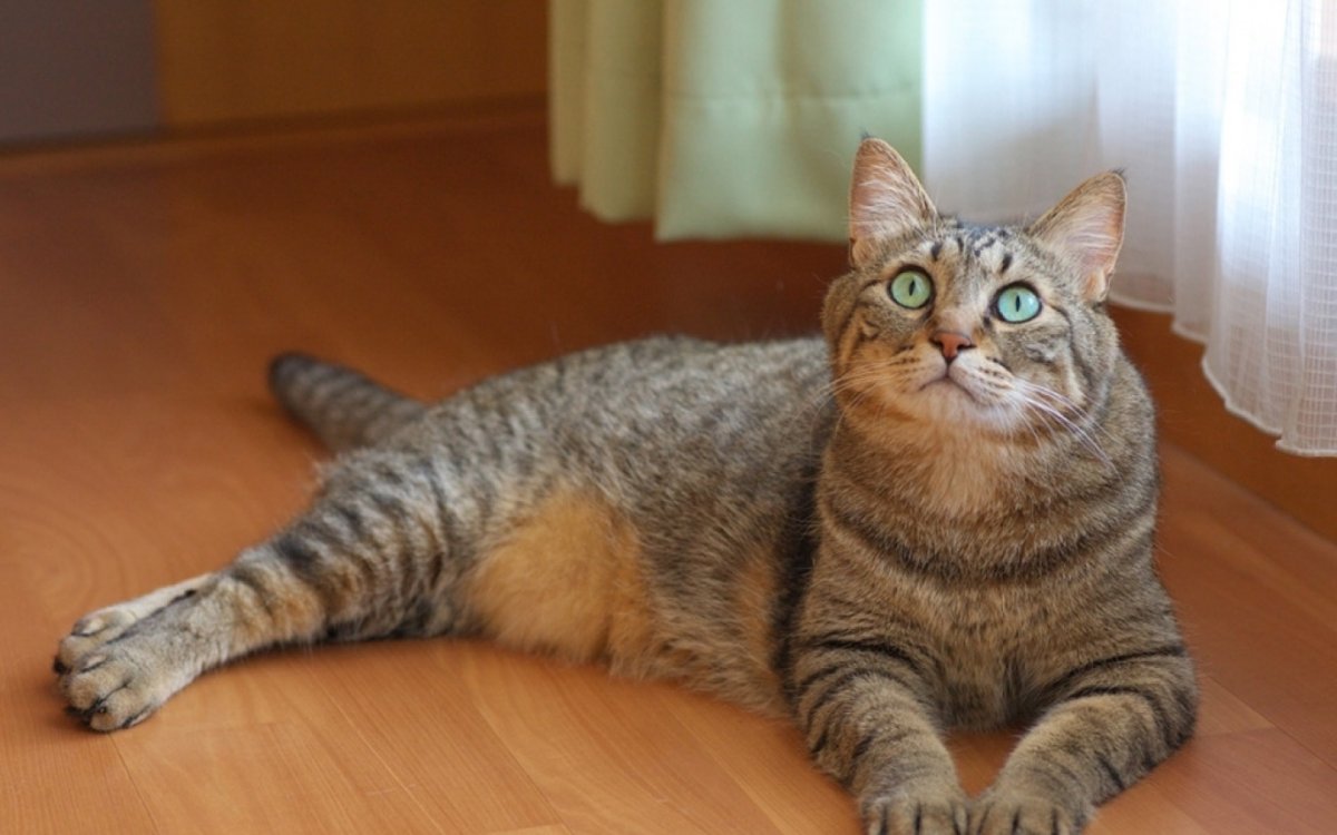 Смешные коты с подписями