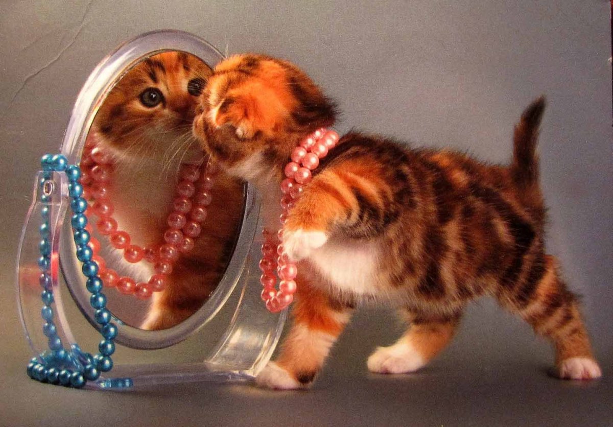 Котенок с бусами