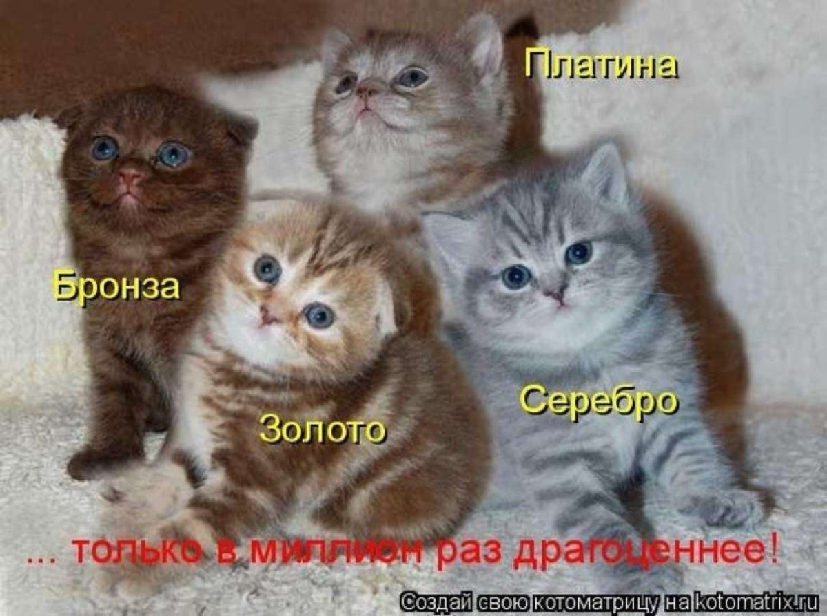 Смешные вислоухие котята с надписями