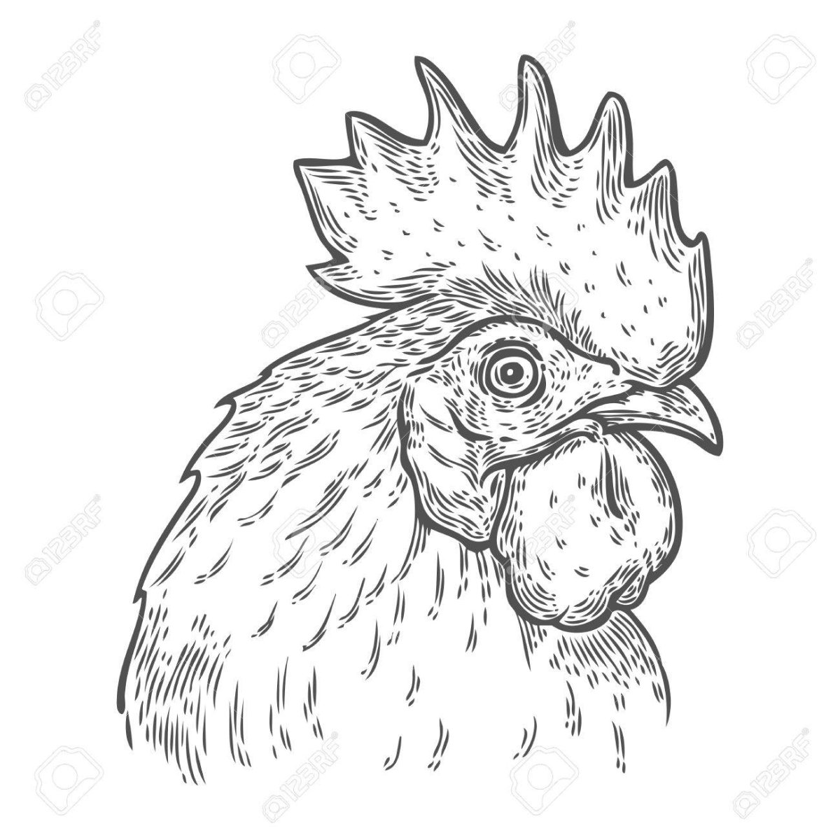 Эскиз курицы голова