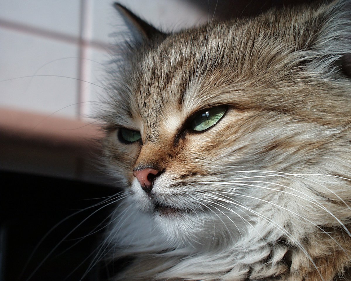 Хитрые коты с надписями