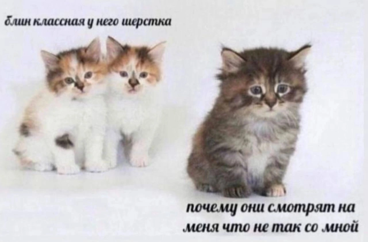 Котята с надписями