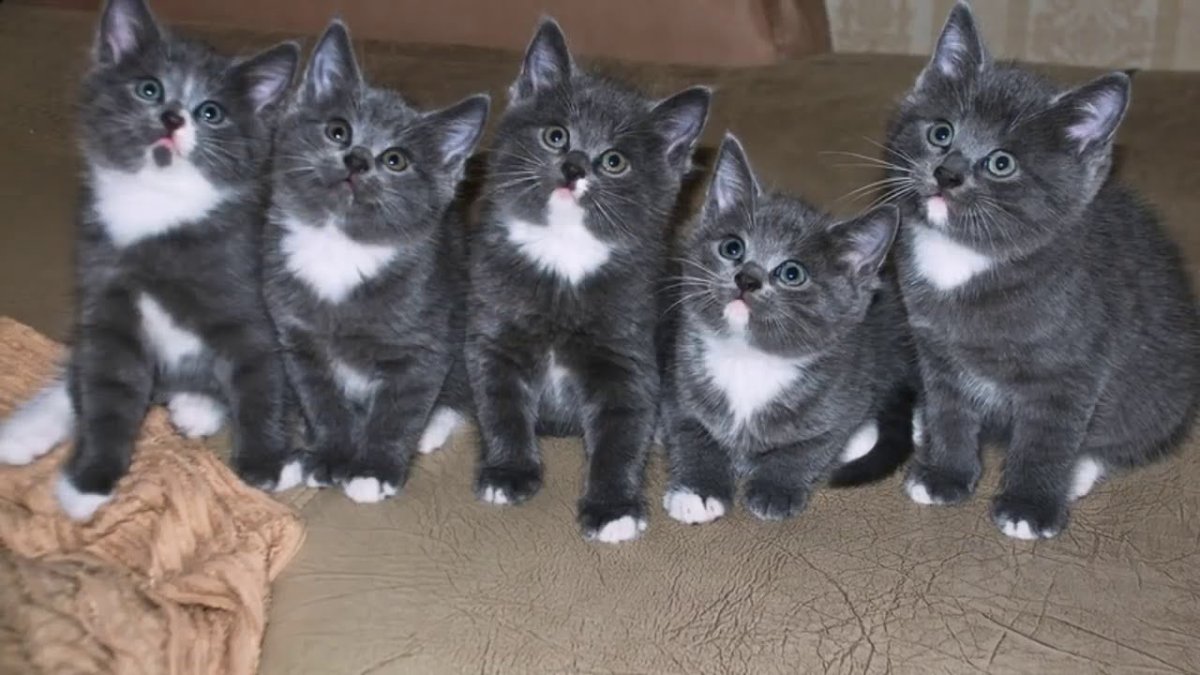 Кошечки надписи